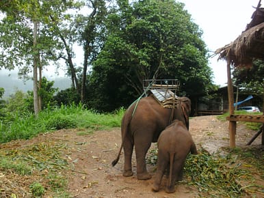Elefantencamp